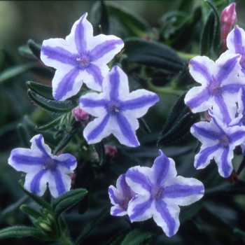 Lithodora - diffusa - Star - COV